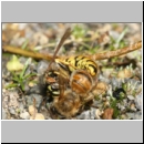 Vespula vulgaris - Gemeine Wespe 09a mit Honigbiene.jpg